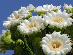 desert botanical garden