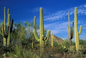 Troon real estate Troon scottsdale homes
