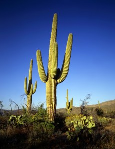 mcdowell sonoran preserve