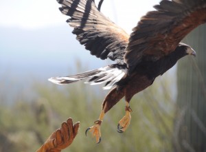 liberty wildlife scottsdale
